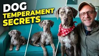 Thumbnail: Catahoula Leopard Dog Temperament From Puppy To Adult