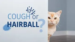 Thumbnail: Hairballs, Coughing & What Causes Them