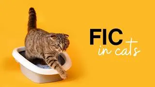 Thumbnail: Feline Idiopathic Cystitis (FIC) Explained