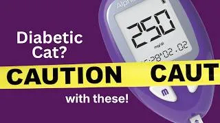 Thumbnail: Bexacat & Senvelgo: Right For Your Diabetic Cat?