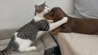 Thumbnail: My Terrified Rescue Kitten Finally Realized My Rescue Puppy Wasn’t Her Enemy… What Happened?