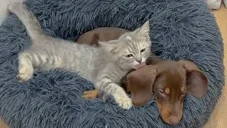 Thumbnail: What Happened to My Rescue Puppy? Why Did He Suddenly Need Comfort From My Terrified Kitten?