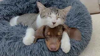 Thumbnail: From Fear to Family… Why Did My Terrified Rescue Kitten Choose to Sleep Beside My Puppy?