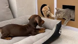 Thumbnail: My Terrified Rescue Kittens Finally Got a New House… Would My Puppy Join Them?