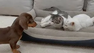 Thumbnail: My Rescue Puppy Tried to Win Over Two Terrified Kittens... Which One Would Let Him In?