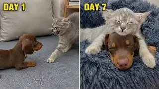 Thumbnail: From Fear to Love: My Rescue Kitten Finally Fell for My Rescue Puppy in Just 7 Days!