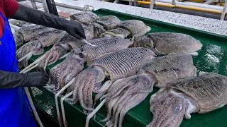 Thumbnail: GO Taiwanese Seafood processing! Squid balls Making,Oysters Harvesting_直擊台灣海鮮加工料理！大量花枝丸製作,鮮蚵採收,土虱料理