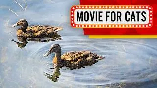 Thumbnail: Movie for Cats  - Wild ducks in the village river