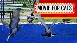 Thumbnail: Movie for Cats - Pigeons on the blue wall (video for Cats to watch)