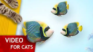 Thumbnail: Cat Games - Fish in crystal clear water (Video for Cats to watch)