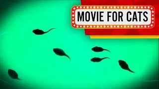 Thumbnail: Movie for Cats - Family of Tadpoles (Video for Cats to watch) 60FPS
