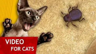 Thumbnail: Cat Games - Catching Scarab dung beetle (video for Cats to watch)