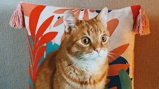 Thumbnail: Vlog #cat jan_feb #pets #mood #top #video #memes #best #like #cute #life #subscribe #wow