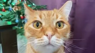 Thumbnail: Cozy December winter night ✨ #cat #happynewyear #happy #top #best #like #cute #cutecat #outfit #mood
