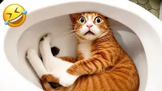 Thumbnail: You Laugh You Lose 😹 Funniest Cats and Dogs Compilation 2026#cat #animals 