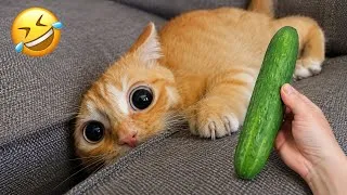 Thumbnail: Secret Cat Missions: Food Heists! 😂🤯#cat #comedy #cute #funny #funnyvideo #cats 