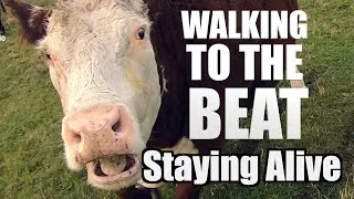 Thumbnail: Animals walking to the beat / Staying Alive