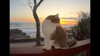 Thumbnail: Didga & Bindi New Years Day sunrise 2020