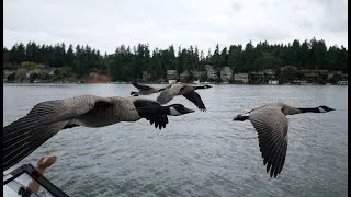 Thumbnail: Bye-Bye Birdie - My trip to America