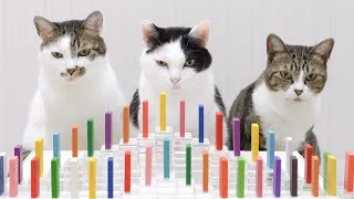 Thumbnail: Cats and Domino 2