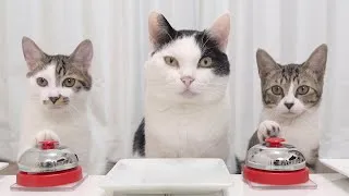 Thumbnail: Cats and Bell 2