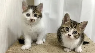 Thumbnail: We welcomed abandoned kittens.