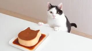 Thumbnail: Cat and  Custard Pudding