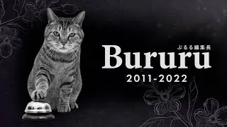 Thumbnail: Bururu passed away.