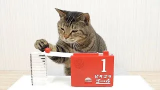 Thumbnail: Cats and Marble Run