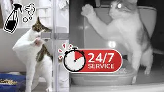 Thumbnail: 24/7 Cat Cleaning