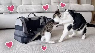 Thumbnail: My Brother Came Back From The Vet Clinic!!!
