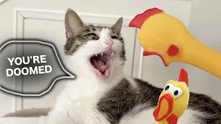 Thumbnail: Cat’s Reaction To Screaming Chicken! Part 2
