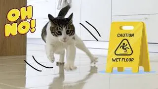 Thumbnail: Slipping Cat On Wet Floor. Part 2