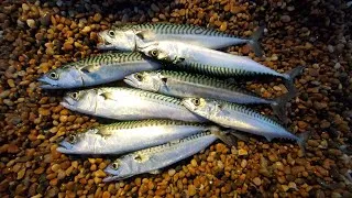 Thumbnail: British Surf Fishing Hacks - Trying out Surf Fishing in the UK