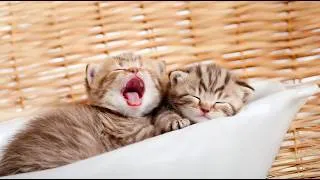 Thumbnail: ASMR Soothing Sleep Melodies for Cats - Helps Cats Sleep Deeply, Cat Music for Peaceful Sleep