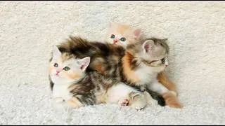 Thumbnail: Calming Cat Music for Anxiety Relief - The Best Relaxation Music for Cats, Relax My Cat Music
