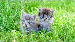 Thumbnail: Soft Music Specially Designed for Cats - Music to Help Cats Relax, Cat Soothing Sounds for Anxiety
