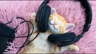 Thumbnail: Music for Cat to Fall Into Deep Sleep - Cat Meowing Sleep Music, Anxiety Relief Music | Sleepy Cat