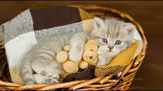 Thumbnail: Peaceful Cat Music to Relax - Heal Stress For Cat Soothing Piano, Music Therapy for Anxious Cats