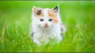 Thumbnail: Cat Relaxing Music - Peaceful Harp & Rain Sounds to Calm Cats - Tranquil Tunes for Sensitive Cats