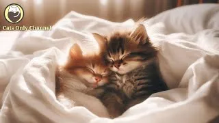 Thumbnail: Relaxing Melodies to Calm Your Cats - Relaxation, Deep Sleep, Anxiety Relief