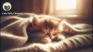 Thumbnail: Music to Relax Cats - Cat Purring Therapy, Anxiety Relief, Deep Sleep Music