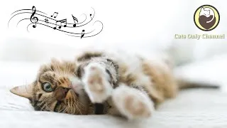 Thumbnail: Music to Calm Cats - Relaxing Music, Stress Relief, Deep Sleep Music