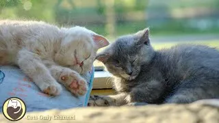 Thumbnail: Music to Relax Cats - Stress Relief, Calming Music, Deep Sleep Music