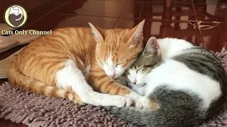 Thumbnail: Calming Music for Cats (with cat purring sounds) - Relaxation & Anxiety Relief