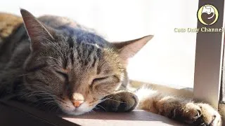 Thumbnail: Music for Cats - Relaxation, Anxiety Relief, Deep Sleep Music