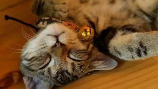 Thumbnail: Calming Music for Cats with Anxiety! Sleep Music for Cats   💤 🐈