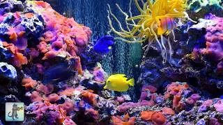 Thumbnail: Relaxing Aquarium Fish Tank Sounds (NO MUSIC) 🐠