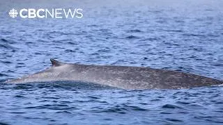 Thumbnail: What this blue whale sighting off Nova Scotia means for the population