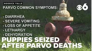 Thumbnail: Puppies seized from backyard breeder amid parvovirus outbreak